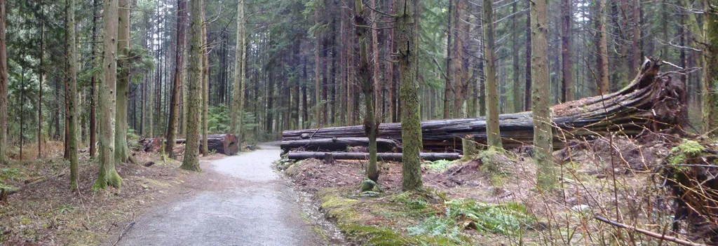 Forest path, Stanley Park