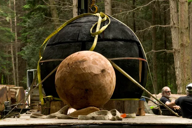 Inner orb inside charred cedar seed