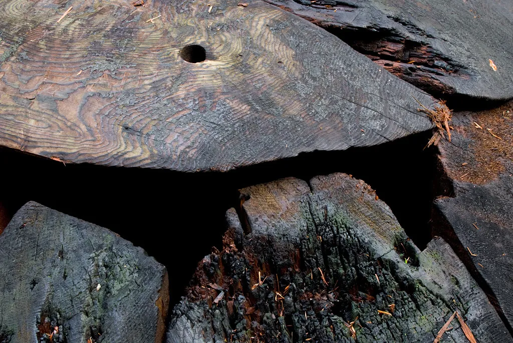 Charred cedar seed on rock
